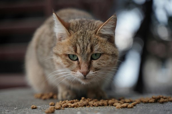 Pourquoi choisir des croquettes sans céréales pour votre chat ?